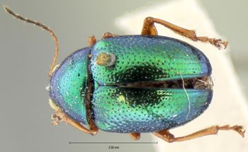 Media type: image; Entomology 17328   Aspect: habitus dorsal view